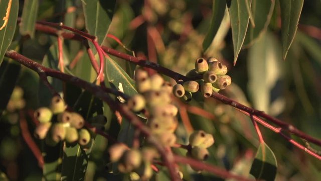 Gum Nuts in Eucalyptus Tree Australia 