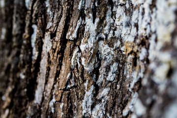 Closeup of Tree Bark