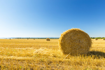 Golden Wheat Field