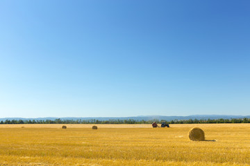 Fototapeta na wymiar Golden Wheat Field
