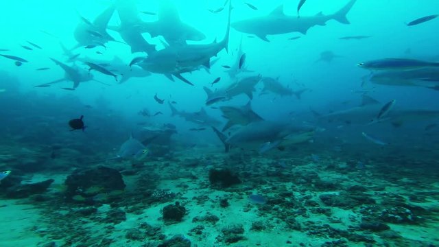Flash goes off on shark, underwater POV