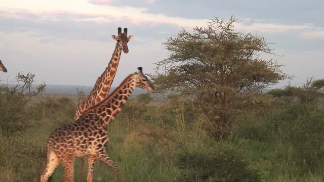 Giraffe Walking in Africa