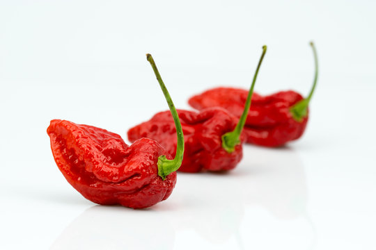 Bhut Jolokia Chili Reihe High Key