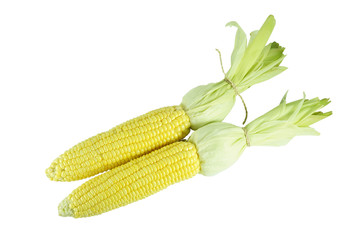 Sweet corn isolated on white background, fresh yellow corn