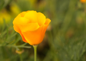 Lovely Buttercup on background of green grass and vegitations.