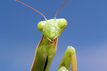 Praying Mantis 