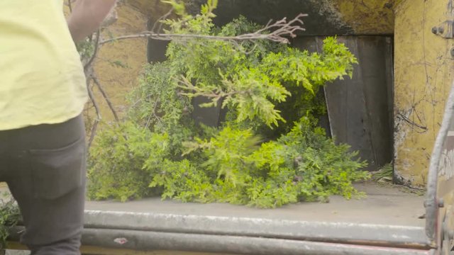 Person places tree branch in wood chipper