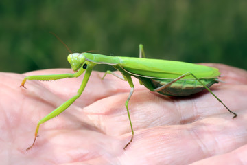 Praying Mantis 