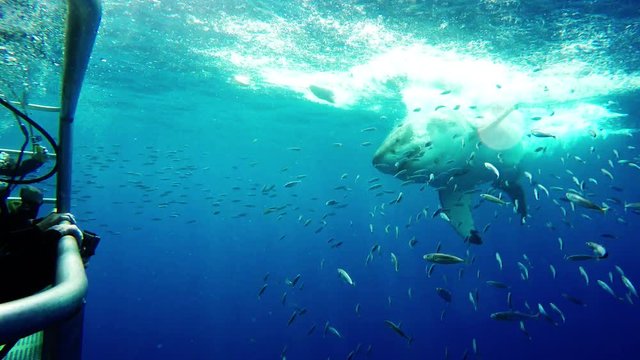 Scuba divers watch great white shark attack bait, POV