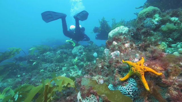 Scuba diver swims over sea star in reef, POV