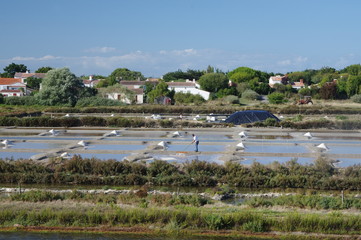 Noirmoutier- marais salant 