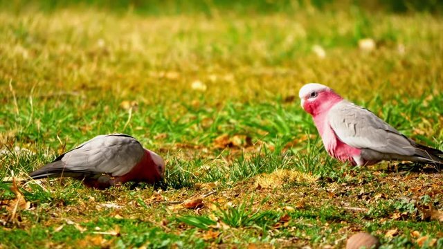 Two perroquets nibble at some grass on a sunny day