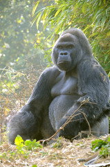 Grumpy gorilla  © Jonathan
