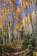 Obraz premium Fall Colors Aspen, Colorado
