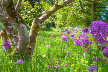 Garden of flowers