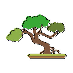 bonsai tree japan related icon image vector illustration design 