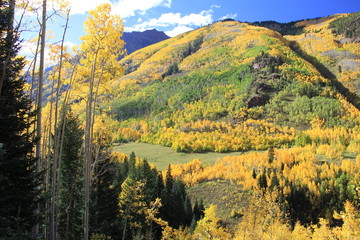 Fall Colors Aspen, Colorado