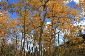 Fall Colors Aspen, Colorado