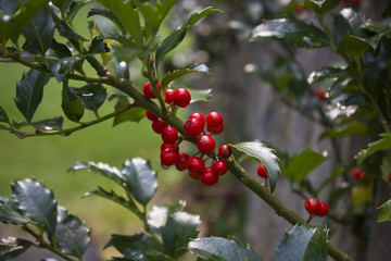 Holly Berries
