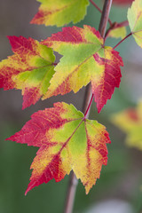 Colorful Autum Leaves Close-up