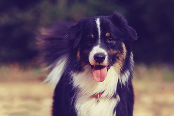 australian shepherd
