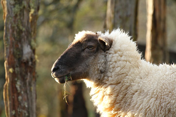 Portrait of a cute white sheep with a black face