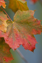 Naklejka na ściany i meble Colorful Wet Autumn Leaves Close-up