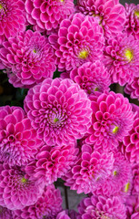 beautiful multicolored bouquets of dahlias grown in the summer garden.