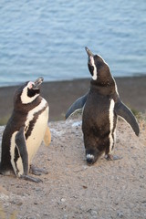 Naklejka premium Pinguins