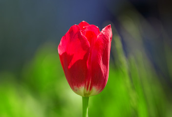 Obraz premium Fresh red tulip