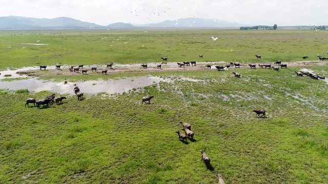 Aerial view over meadow have buffalo herd in the middle of the field in the bright sky And birds fly through  , Drone shot