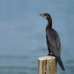Little cormorant or Javanese cormorant or Microcarbo niger, beautiful bird standing on  stump with water background, Thailand.