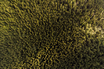 Aerial view of Carpathian mountains. Ukraine, Europe. Concept ecology protection. Top view