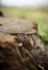 moss covered wood trunk/stump macro up-close 