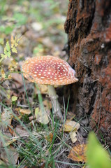 Red Amanita, Poisonous Organism, close up shot