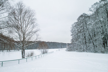 Fototapeta na wymiar Snowy trees