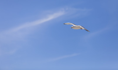 Seagull Flying
