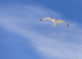 Fototapeta na wymiar Seagull Flying