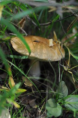 Leccinum versipelle (known as Boletus testaceoscaber or the Orange Birch Bolete) growing in the forest.