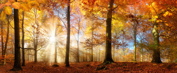 Die Sonne scheint durch Nebel in einem goldenen Wald im Herbst