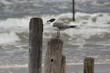 Black Headed Gull on a Piling