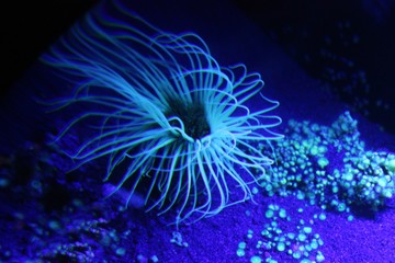 Obraz premium Anémone bleue