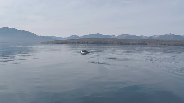 Large body of wild Blue Whale seen during boat safari tour for tourists
