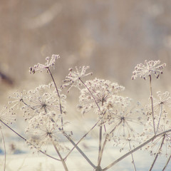 abstract background from a grass covered with hoarfrost