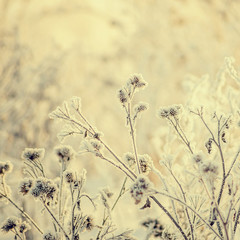 abstract background from a grass covered with hoarfrost