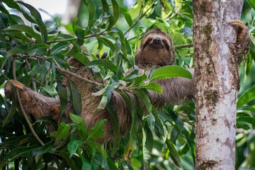 three toed sloth laying across a tree with smilin gface