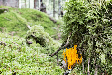 Close up on fungus
