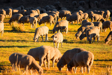 Fototapeta na wymiar Sheep grazing in the meadow