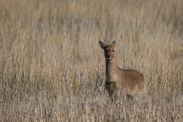 white tailed doe deer in open field with brown reeds 