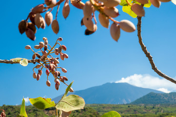Closeup view of a pistachio bunch on tree during harvest time in Bronte, Sicily, and Mount Etna in the distance - obrazy, fototapety, plakaty